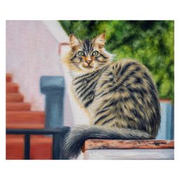 Un gato de Mijas Pueblo